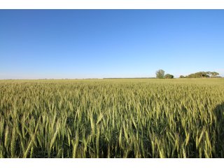 Tract 1 - Reno County, KS farmland - LAND AUCTION - 647+/- ACRES OFFERED IN 4 TRACTS IN RENO & EDWARDS COUNTY, KANSAS